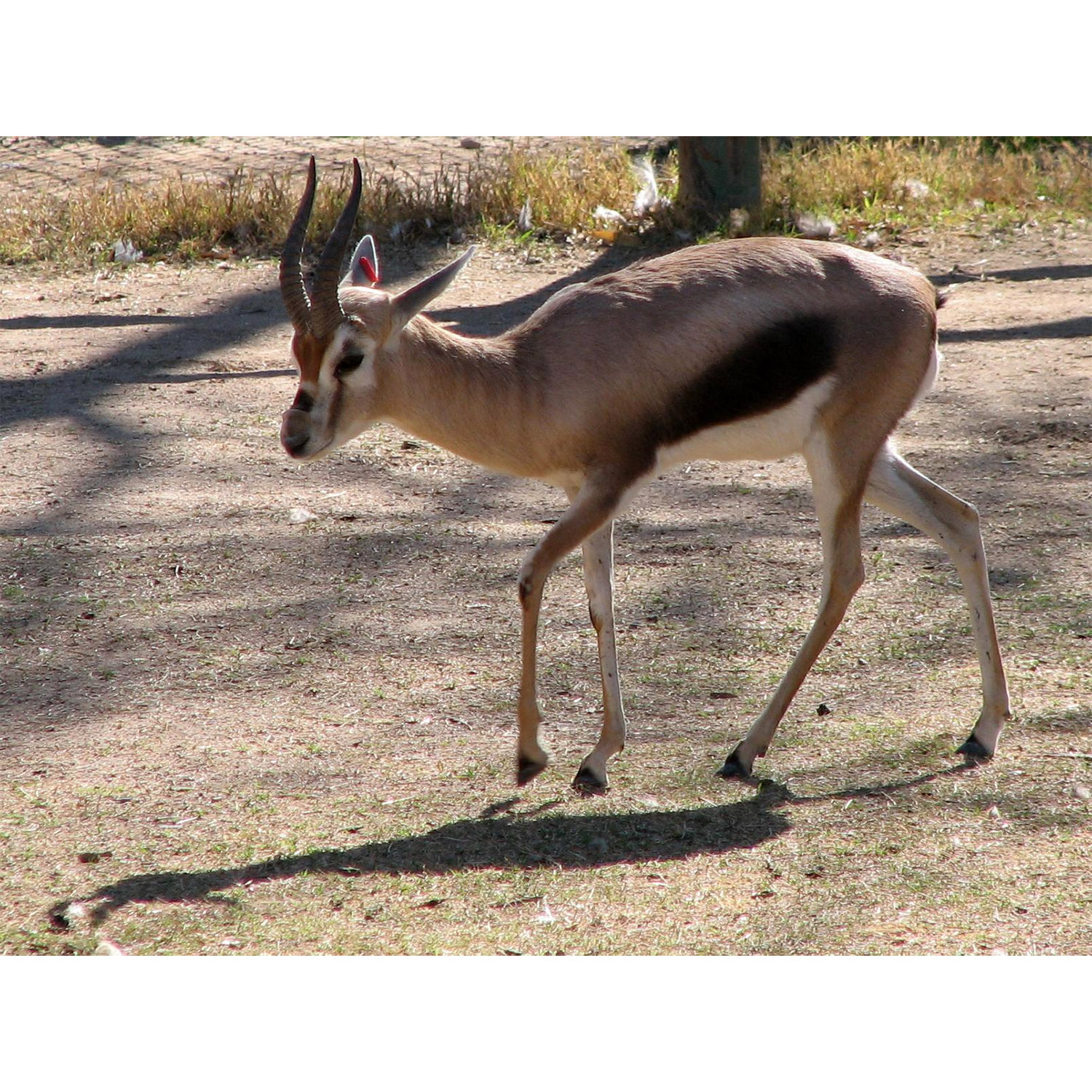 Gazella spekei Фото №4