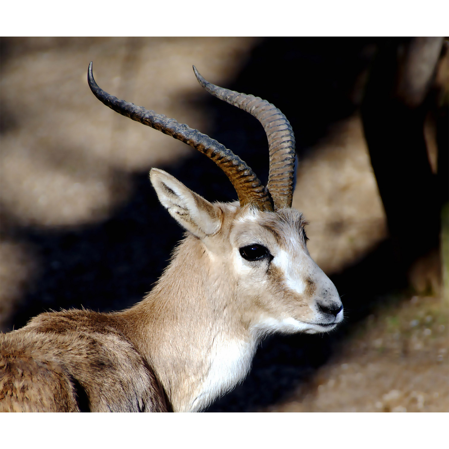 Gazella subgutturosa Фото №10