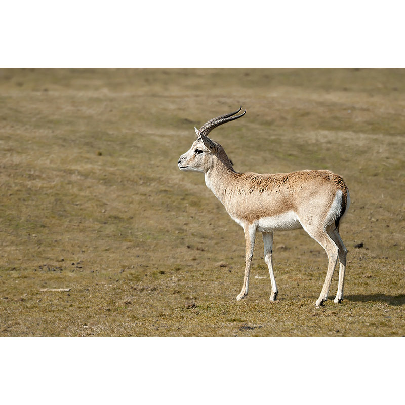 Gazella subgutturosa Фото №2