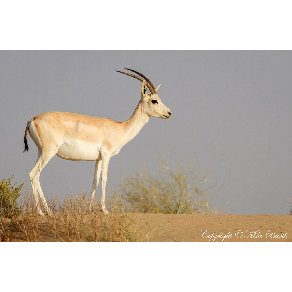 Gazella subgutturosa Фото №5