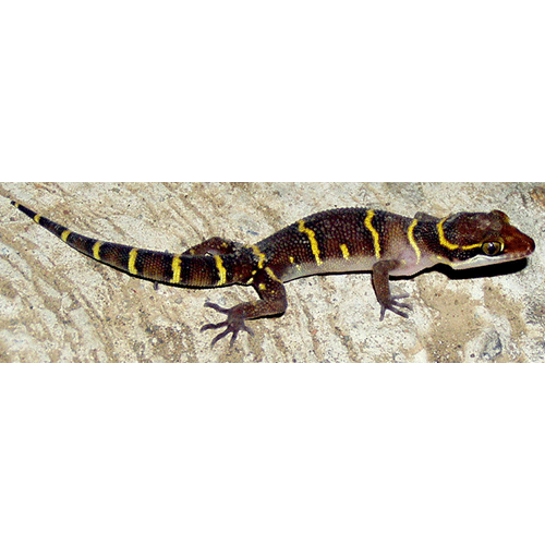  Род Geckoella  фото