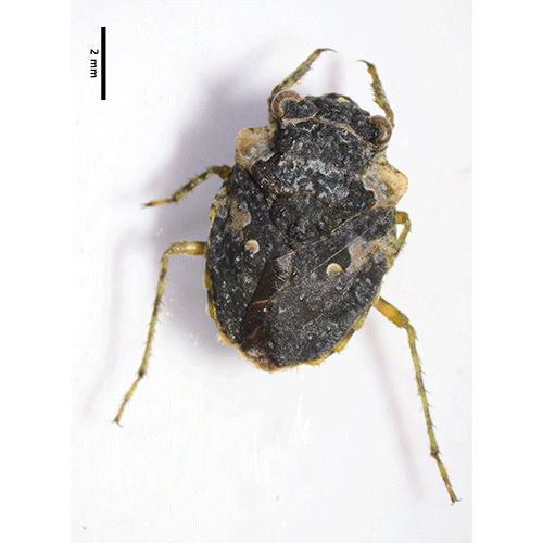Семейство Gelastocoroidea фото