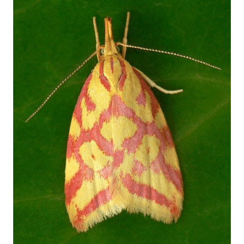 Семейство Gelechioidea фото