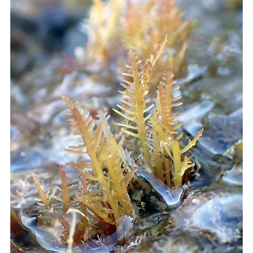 Семейство Gelidiellaceae фото