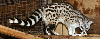 Genetta genetta dongolana