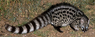 Genetta genetta felina