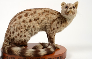 Genetta genetta senegalensis