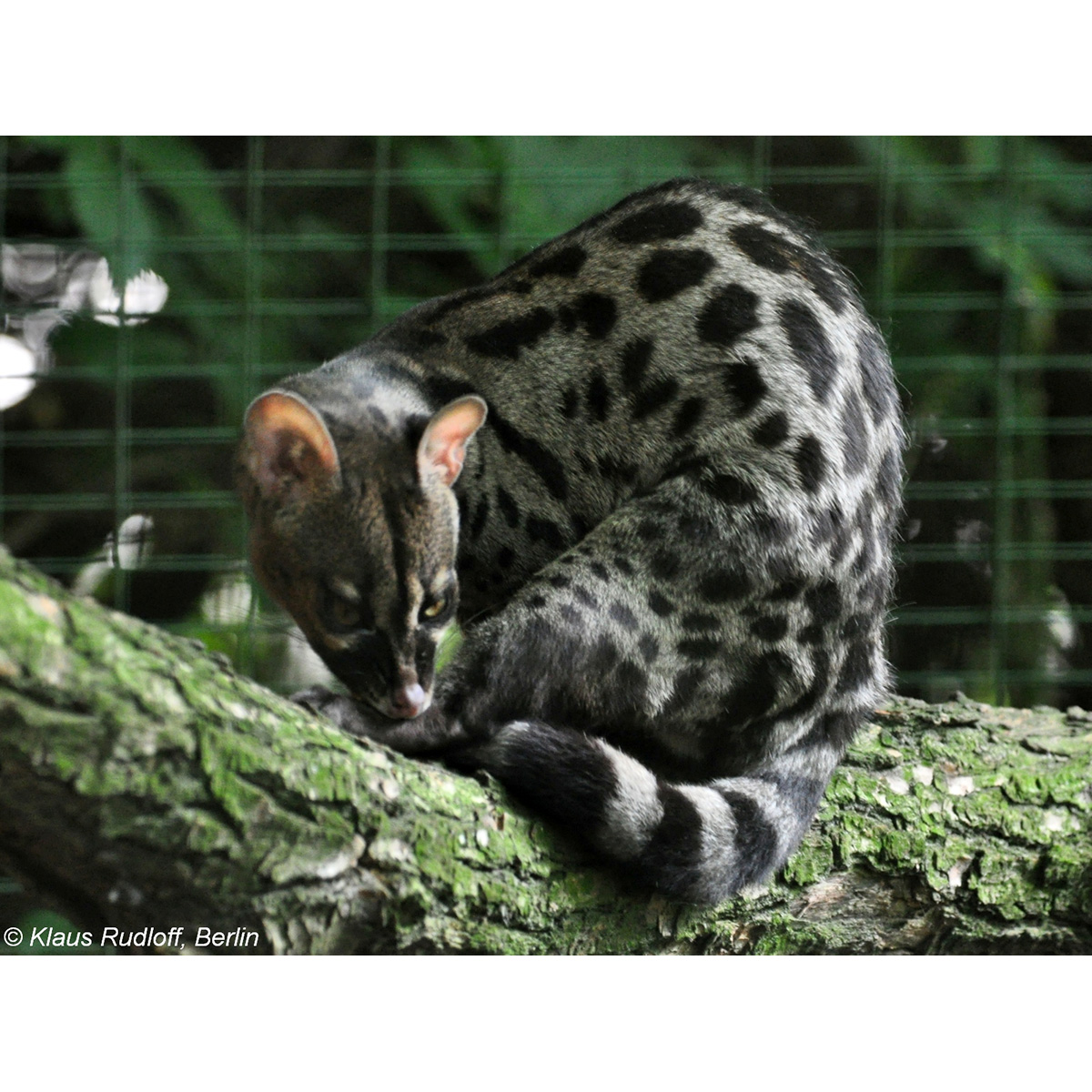 Пятнистая генета (Genetta maculata) Фото №9