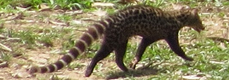 Genetta servalina servalina