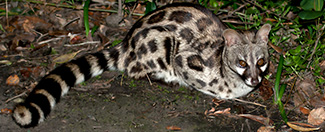 Genetta tigrina tigrina