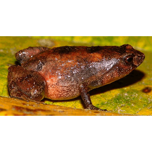  Род Geobatrachus  фото