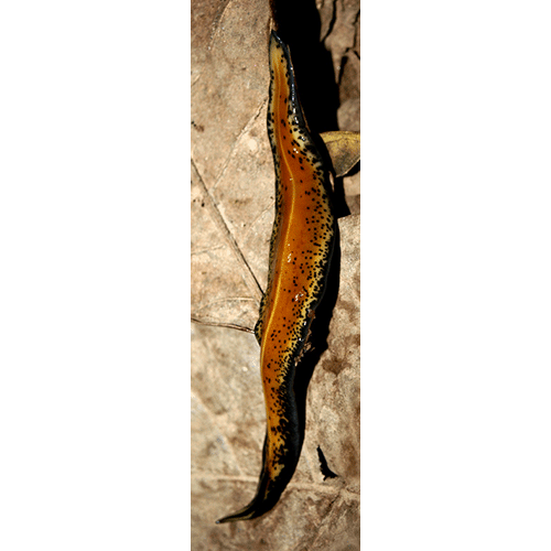 Семейство Geoplanidae  фото