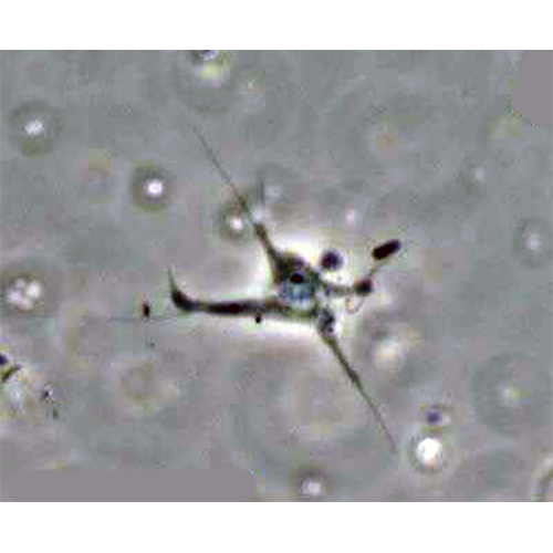 Семейство Gephyramoebidae фото