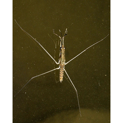 Семейство Gerroidea фото