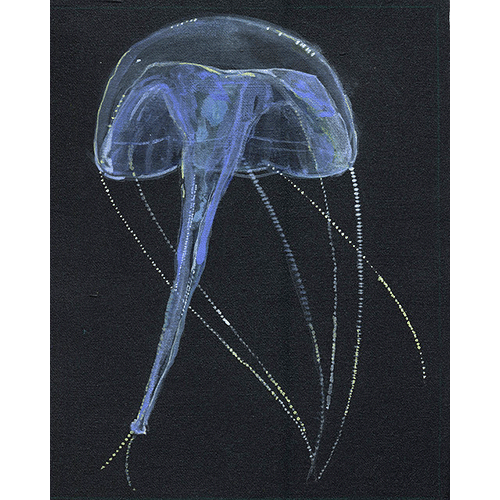 Семейство Geryoniidae  фото