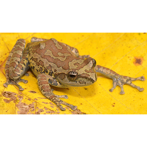  Род Ghatixalus  фото