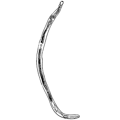 Семейство Giganthorhynchidae фото