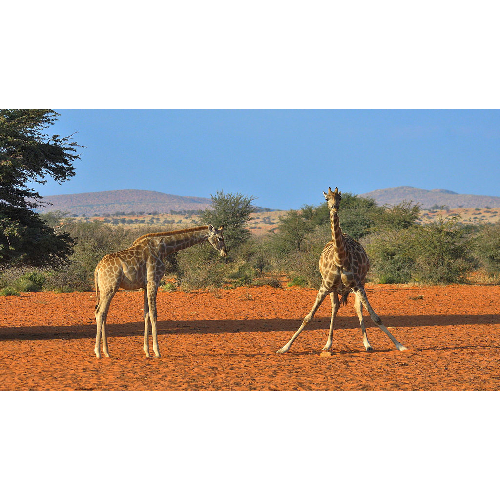 Giraffa camelopardalis Фото №6