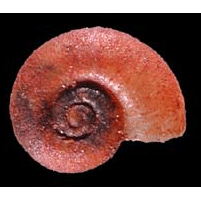 Семейство Glacidorboidea  фото