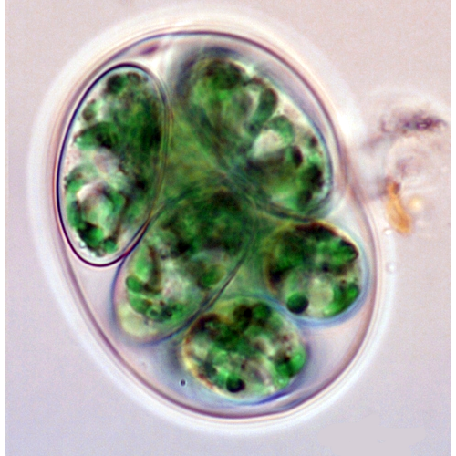 Семейство Glaucocystaceae фото