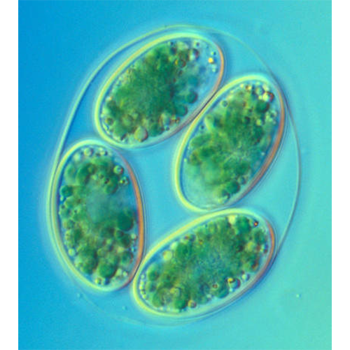 Отряд Glaucocystales фото