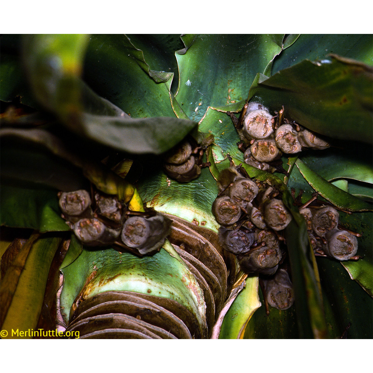 Серебристый выростогуб (Glauconycteris argentata) Фото №2