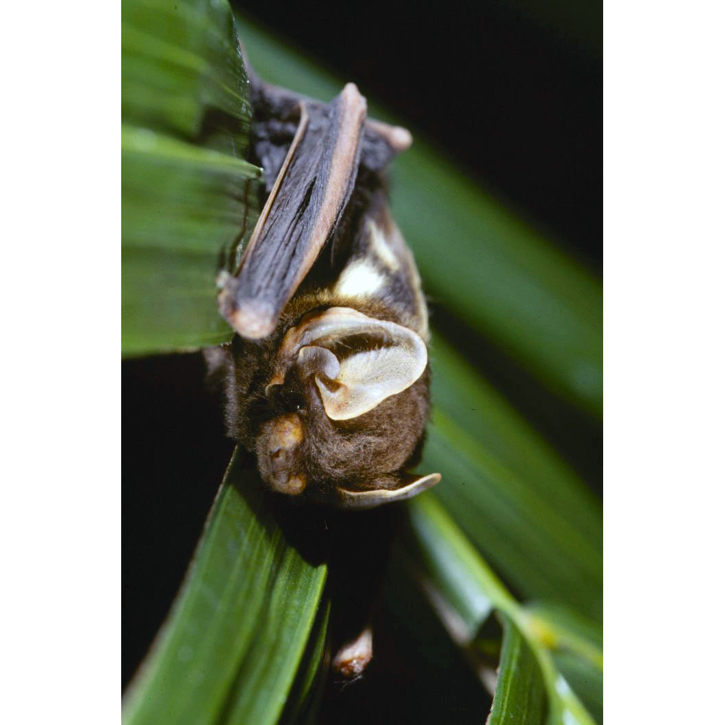 Нигерийский выростогуб (Glauconycteris poensis) Фото №2