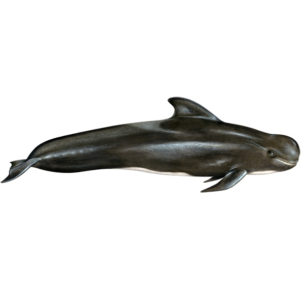 Тропическая гринда (Globicephala macrorhynchus) Фото №1