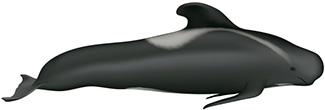 Globicephala melas melas