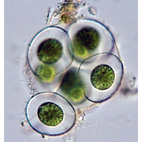 Семейство Gloeococcaceae фото