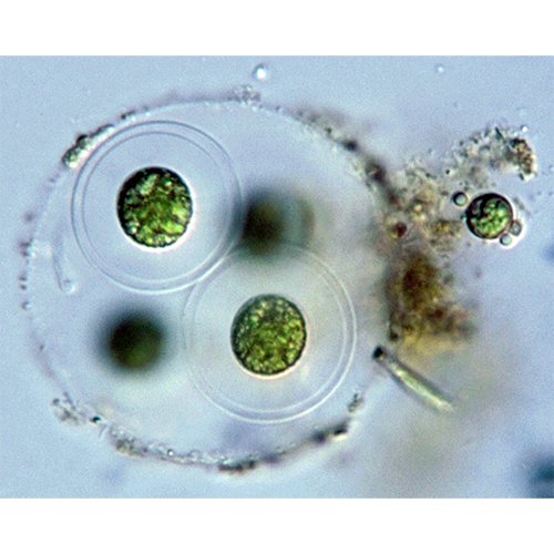 Семейство Gloeocystaceae фото