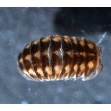 Семейство Glomeridellidae фото