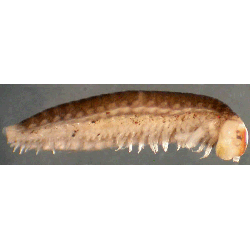 Семейство Glomeridesmidae фото