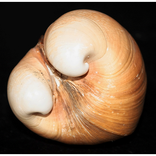 Семейство Glossoidea  фото