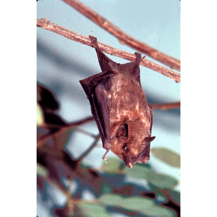 Листонос Миллера (Glossophaga longirostris) Фото №3