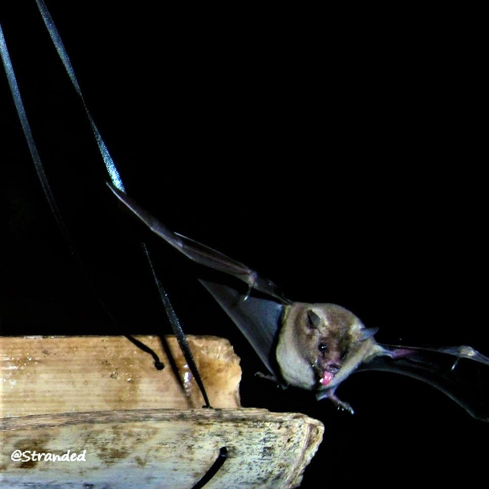 Листонос Миллера (Glossophaga longirostris) Фото №5