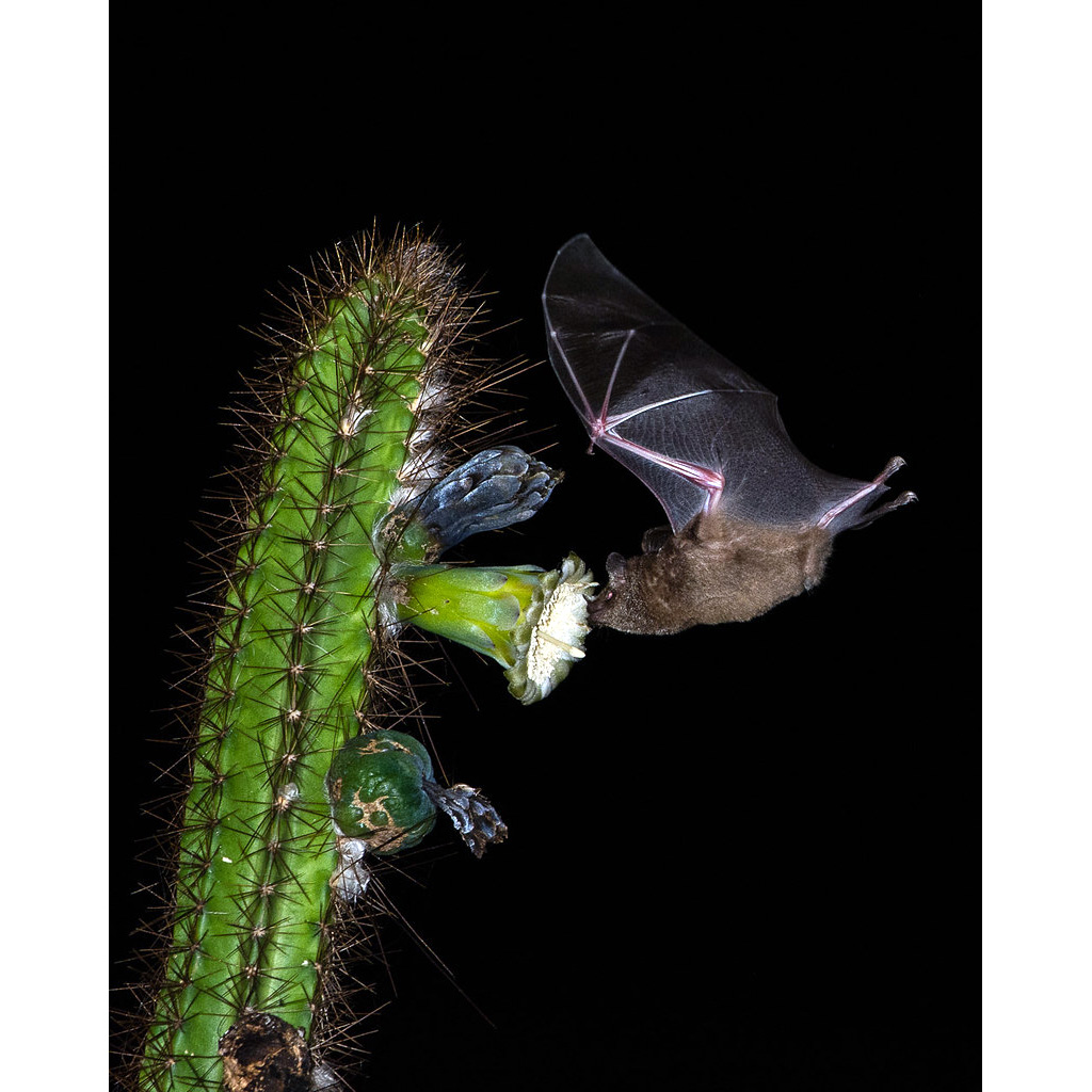 Листонос Миллера (Glossophaga longirostris) Фото №7