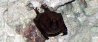 Glossophaga longirostris elongata