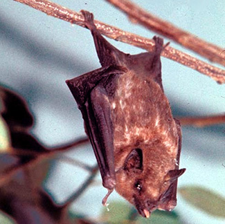 Glossophaga longirostris longirostris