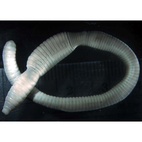 Семейство Glossoscolecidae фото