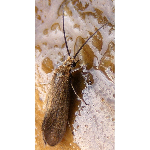 Семейство Glossosomatoidea фото