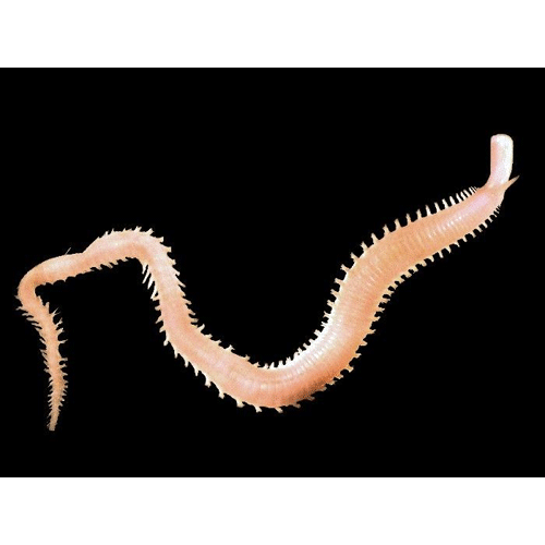Семейство Glyceridae фото