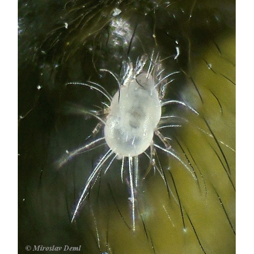 Семейство Glycyphagidae фото
