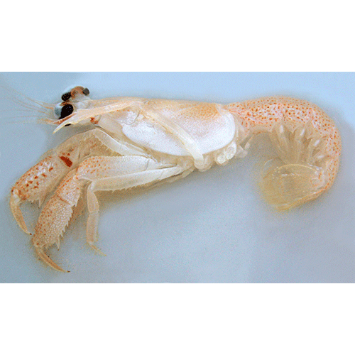 Семейство Glypheoidea фото