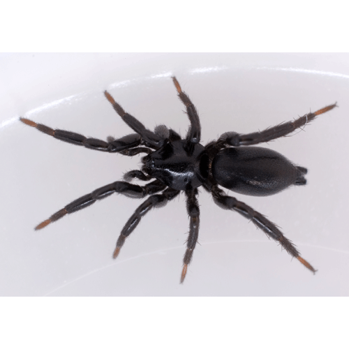 Семейство Gnaphosidae фото
