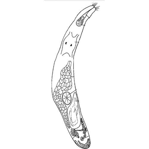 Семейство Gnathorhynchidae  фото