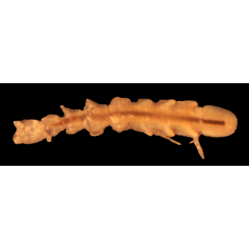 Семейство Gnathostenetroidoidea фото