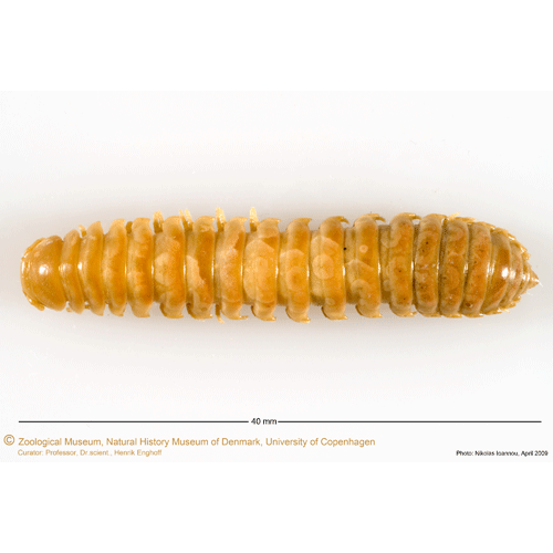 Семейство Gomphodesmidae фото