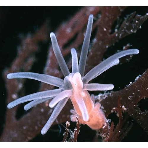 Семейство Gonactiniidae  фото