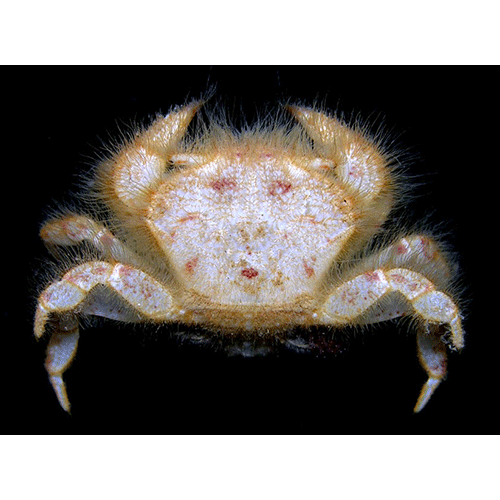 Семейство Goneplacoidea фото
